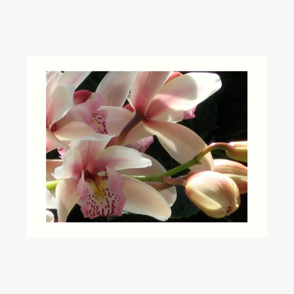 Orchids - 2 Art Print