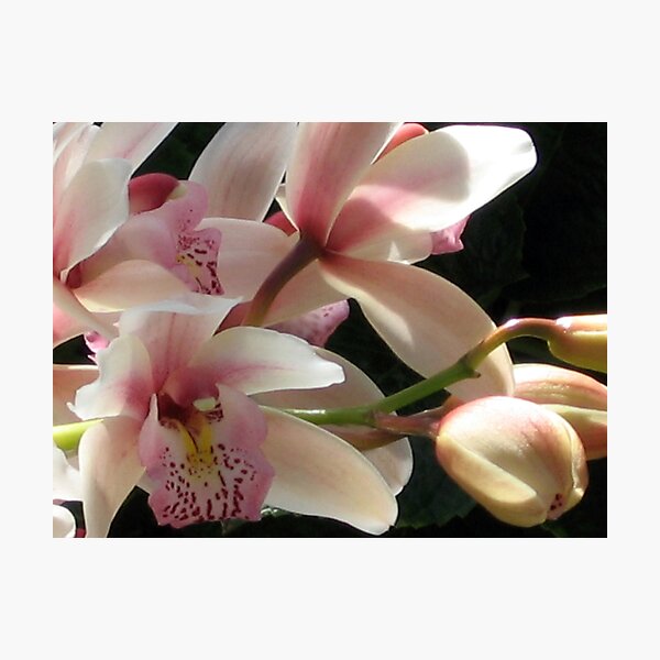 Orchids - 2 Photographic Print