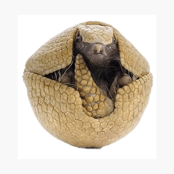 Item preview, Armadillo designed and sold by jamcaYT.