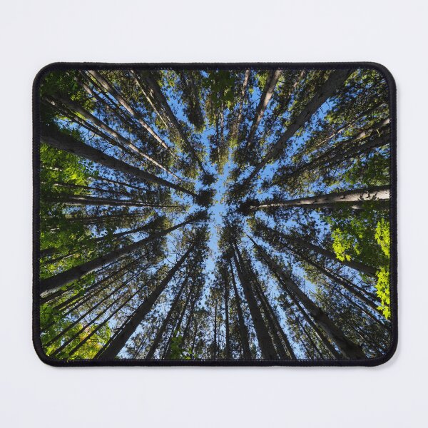Item preview, Light of the Pines designed and sold by RCNaturephotos.