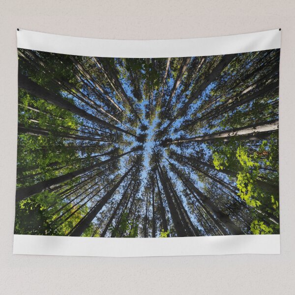 Item preview, Light of the Pines designed and sold by RCNaturephotos.
