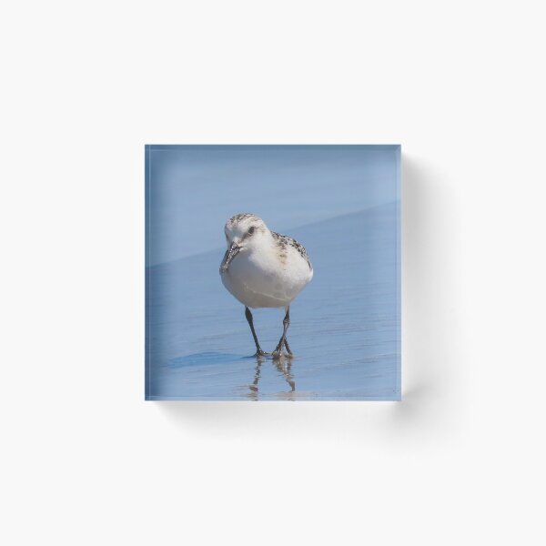 Item preview, Sanderling designed and sold by shotsfromthehip.