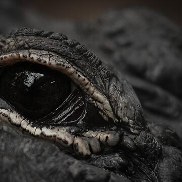 Alligator Eye\