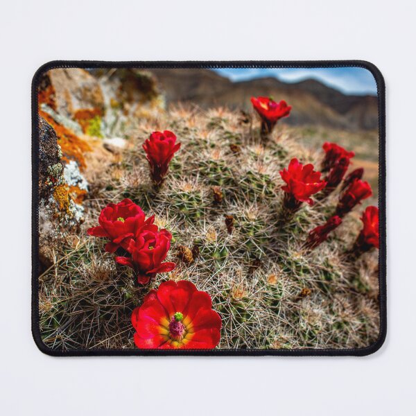 Item preview, Claret-Cup Cacti designed and sold by The Scenic Route.
