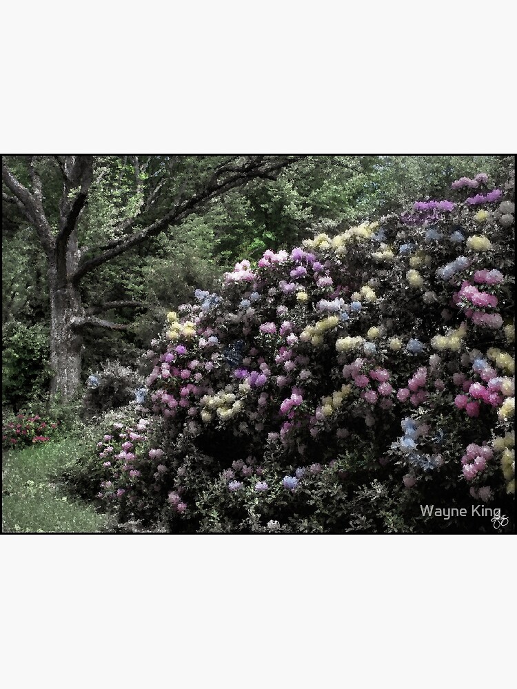 The Painted Rhodie by waynedking