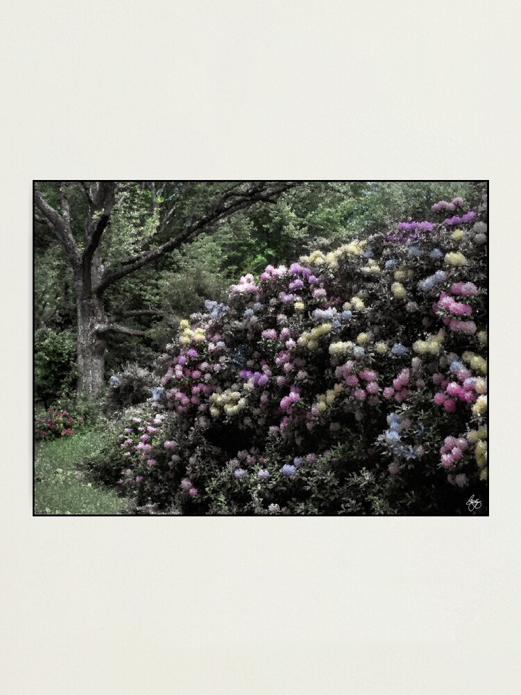 Alternate view of The Painted Rhodie Photographic Print