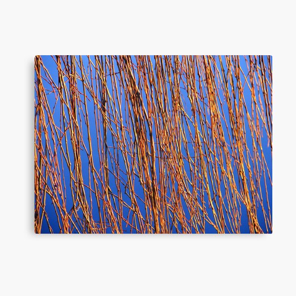 Reeds Canvas Print