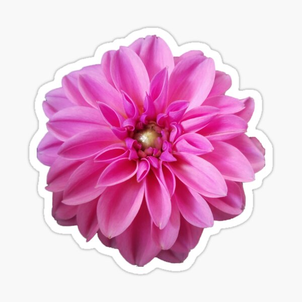 Item preview, Tickle Me Pink designed and sold by Katdittmer98.