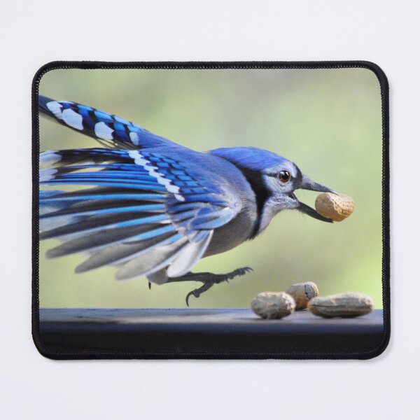 Item preview, Bluejay Feathers designed and sold by Laurie Minor.
