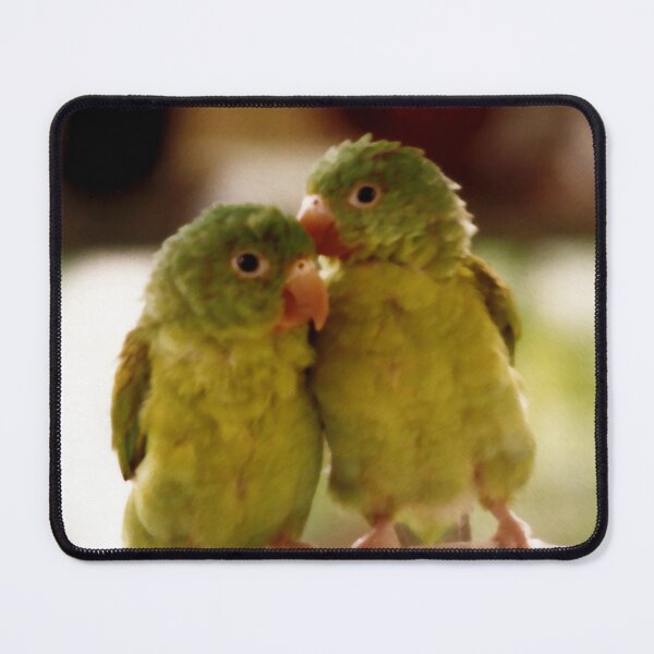 Item preview, Nicaraguan green conure (Chocoyos) designed and sold by Madalena Lobao-Tello.