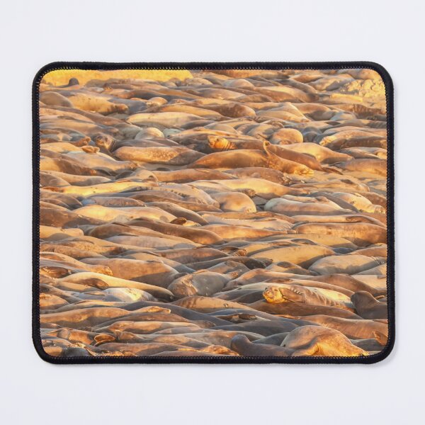 Item preview, Sleeping Seals vertical designed and sold by jvnimages.