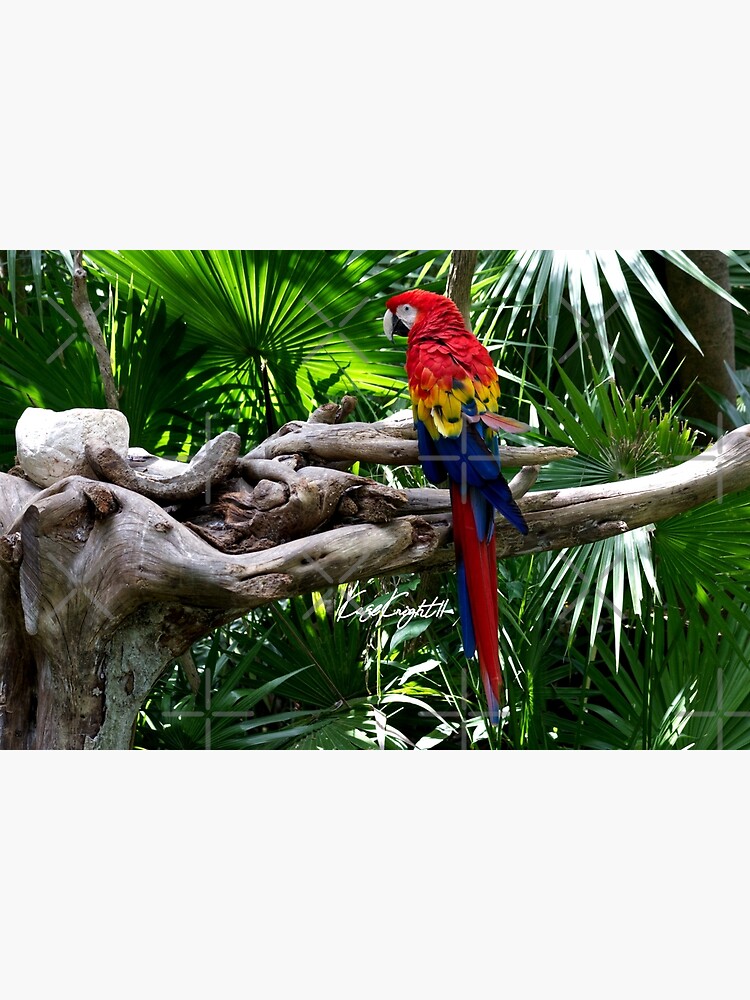 "Parrot In The Jungle" Poster For Sale By KaseKnightt11 | Redbubble