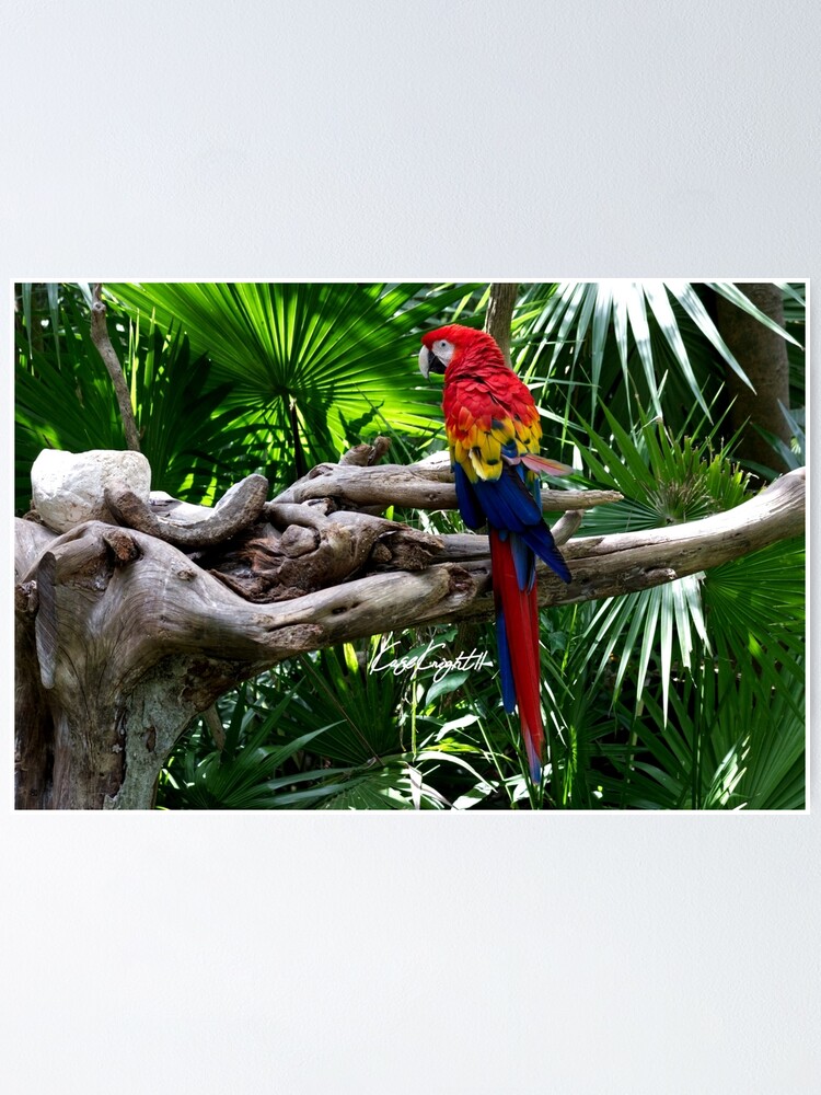 "Parrot In The Jungle" Poster For Sale By KaseKnightt11 | Redbubble