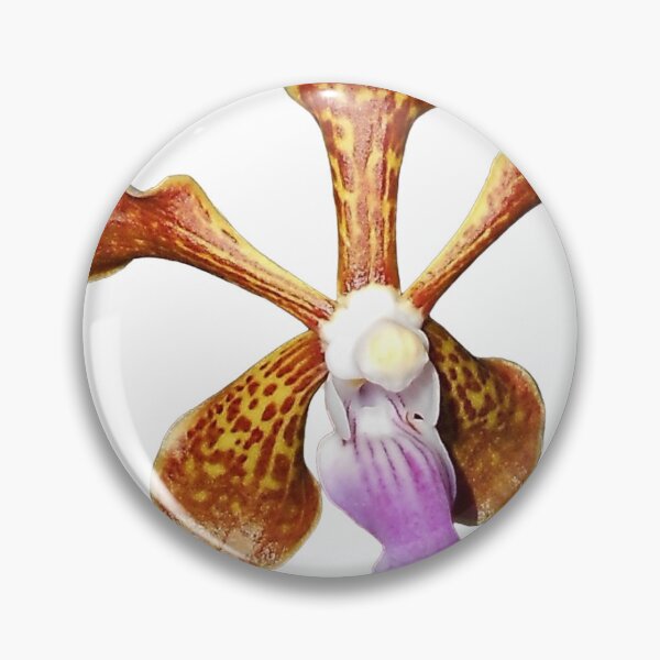Item preview, Vanda limbata orchid flower designed and sold by Floral-Art.