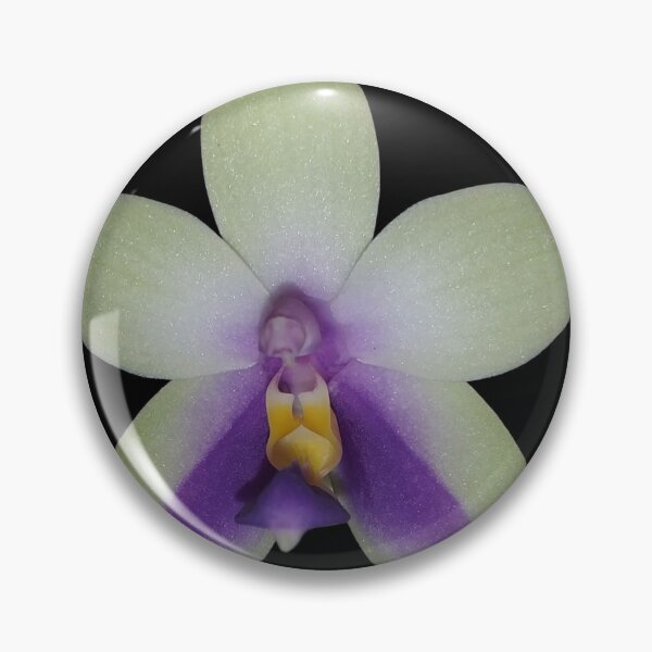 Item preview, Phalaenopsis bellina var coerulea (dark background) designed and sold by Floral-Art.
