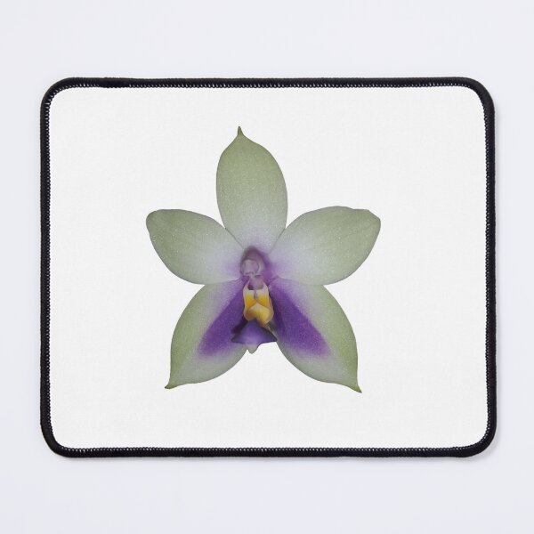 Item preview, Phalaenopsis bellina var coerulea designed and sold by Floral-Art.
