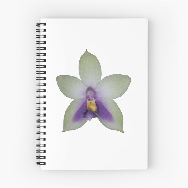 Item preview, Phalaenopsis bellina var coerulea  designed and sold by Floral-Art.
