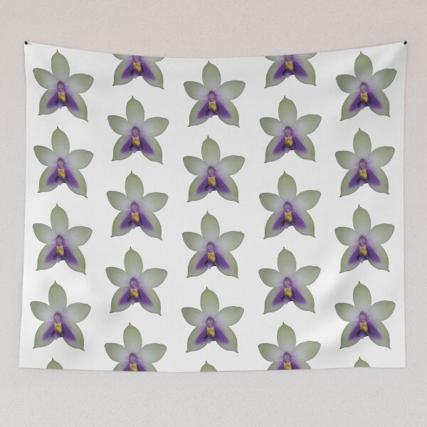 Item preview, Phalaenopsis bellina var coerulea  designed and sold by Floral-Art.