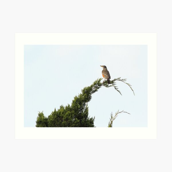 American Robin Art Print
