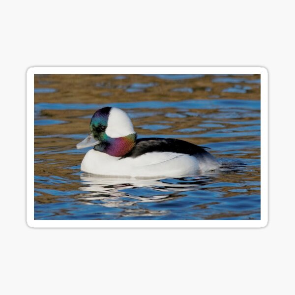 Male Bufflehead Duck at the Pond Sticker
