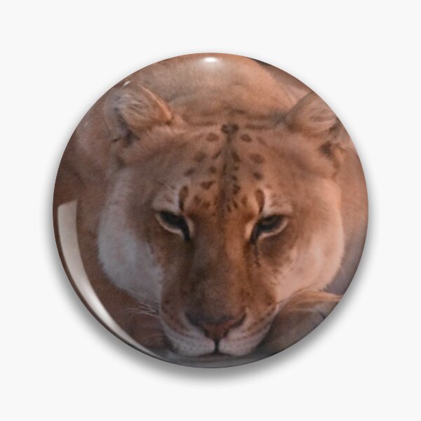 Item preview, Liger designed and sold by MarieDarcy97.