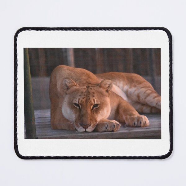 Item preview, Liger designed and sold by MarieDarcy97.
