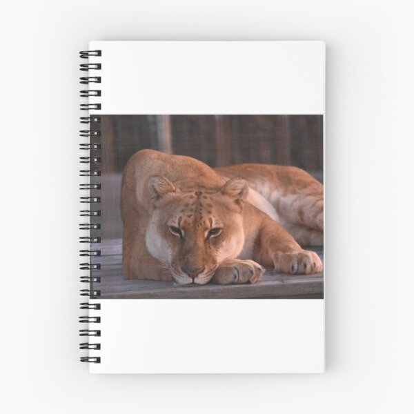Item preview, Liger designed and sold by MarieDarcy97.