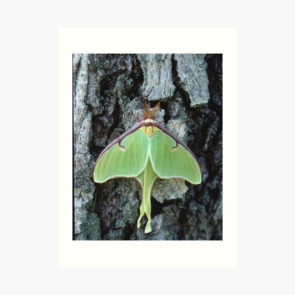 Luna Moth, Elkton, Maryland Art Print