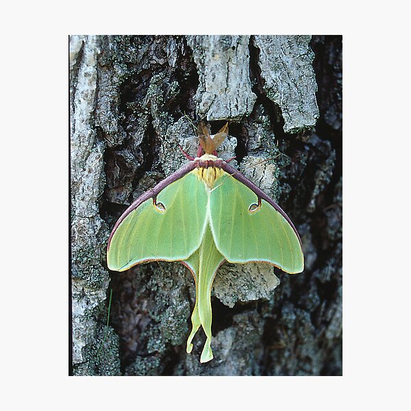 Luna Moth, Elkton, Maryland Photographic Print