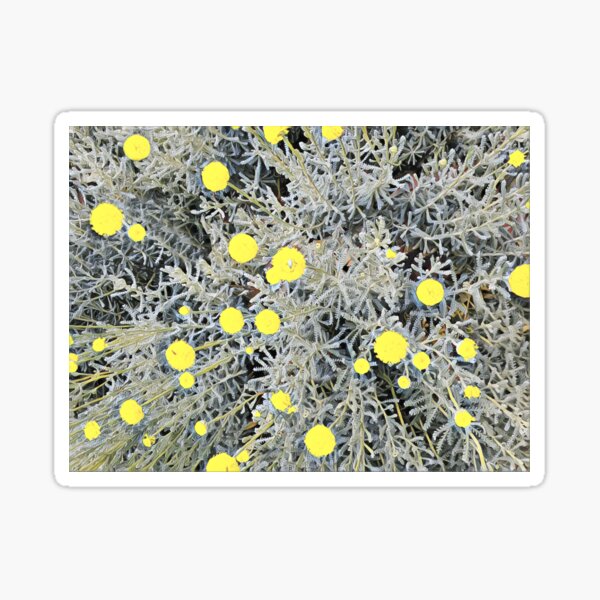 Cotton lavender Yellow Flowers Santolina chamaecyparissus Sticker