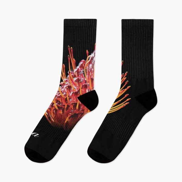 Item preview, Australian Native Waratah Flower Leura Blue Mountains designed and sold by MarkFoleyPhoto.