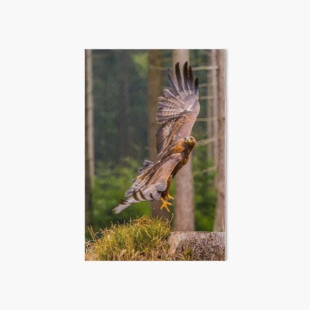 Golden Eagle Art Board Print