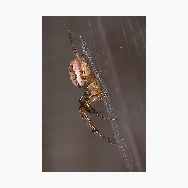 Item preview, Orb Weaver designed and sold by Cozzie.