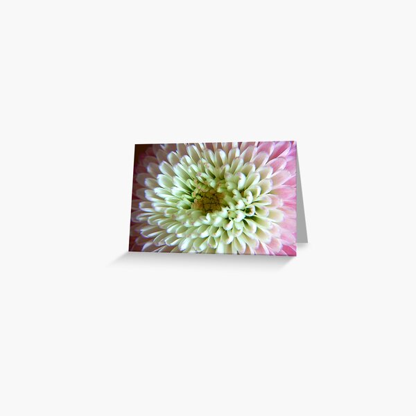 Pink and White Flower Greeting Card