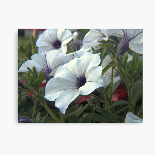 White Flowers Canvas Print