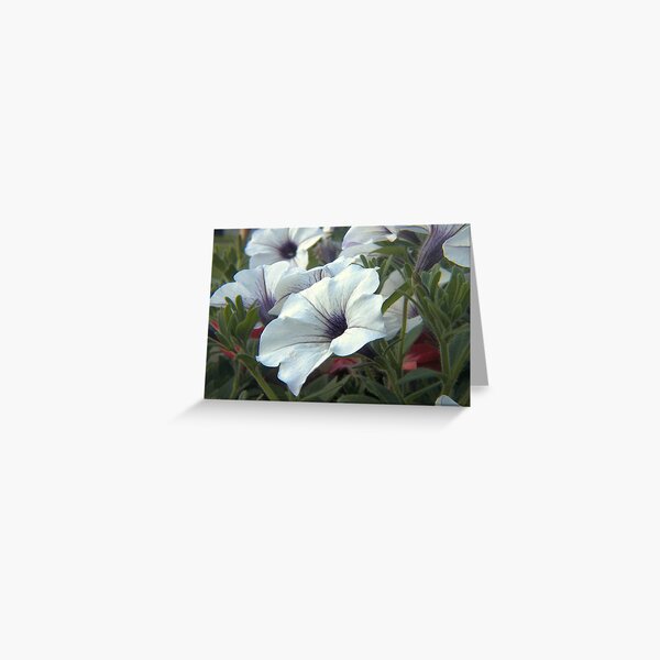 White Flowers Greeting Card