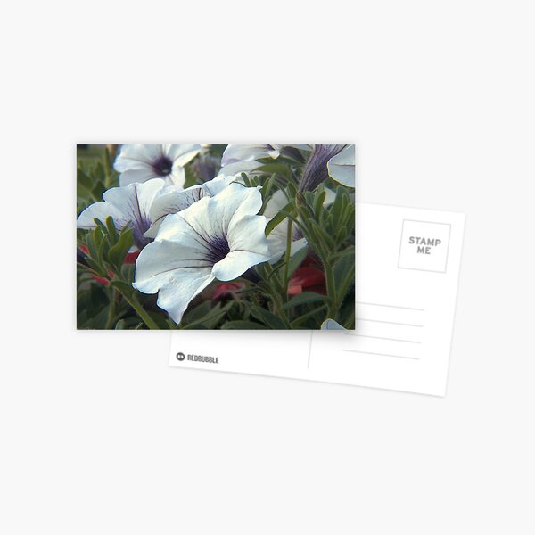 White Flowers Postcard