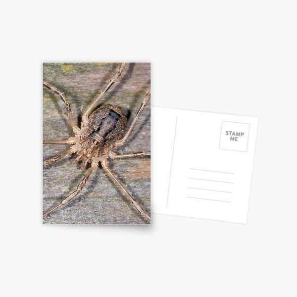 Item preview, Who You Calling A Spider designed and sold by Cozzie.