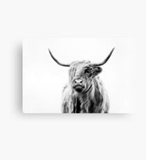 portrait of a highland cow (landscape format) Canvas Print