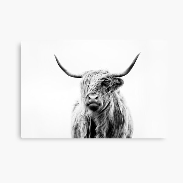 portrait of a highland cow (landscape format) Canvas Print