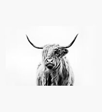 portrait of a highland cow (landscape format) Photographic Print