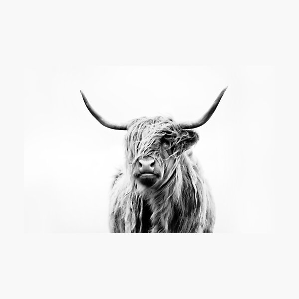 portrait of a highland cow (landscape format) Photographic Print