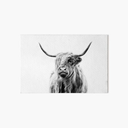 portrait of a highland cow (landscape format) Art Board Print