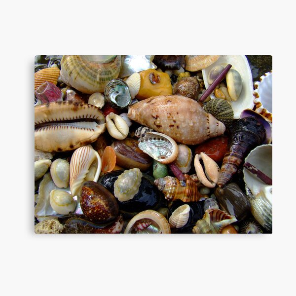 "Ocean Gems" Canvas Print