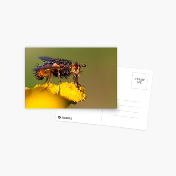 Fly Postcard