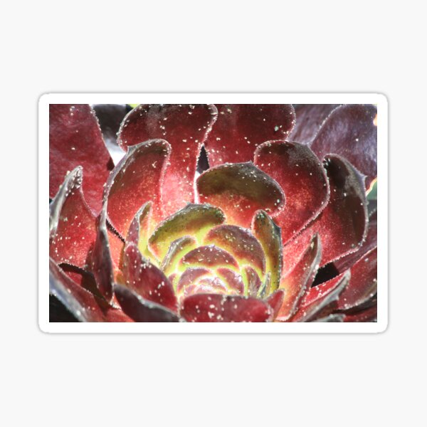 Petals Sticker