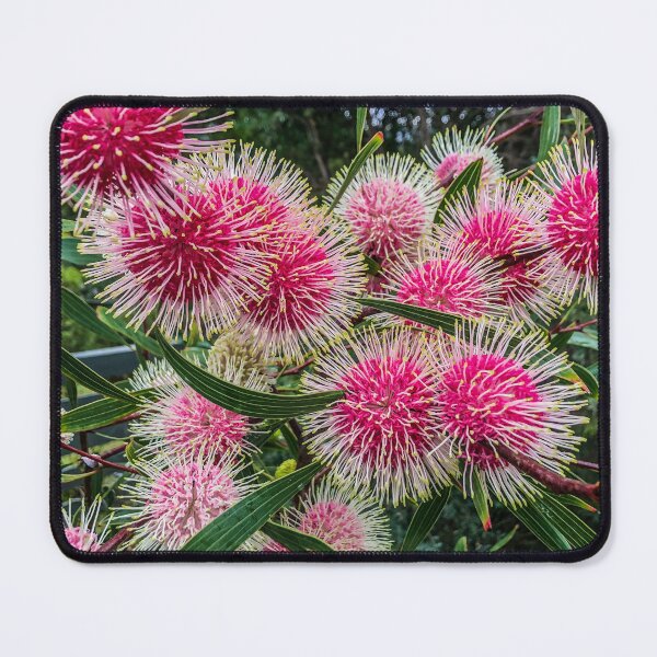 Item preview, hakkea flower in bloom designed and sold by LettuceBe.