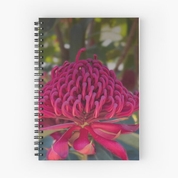 Item preview, Waratah designed and sold by MarkFoleyPhoto.