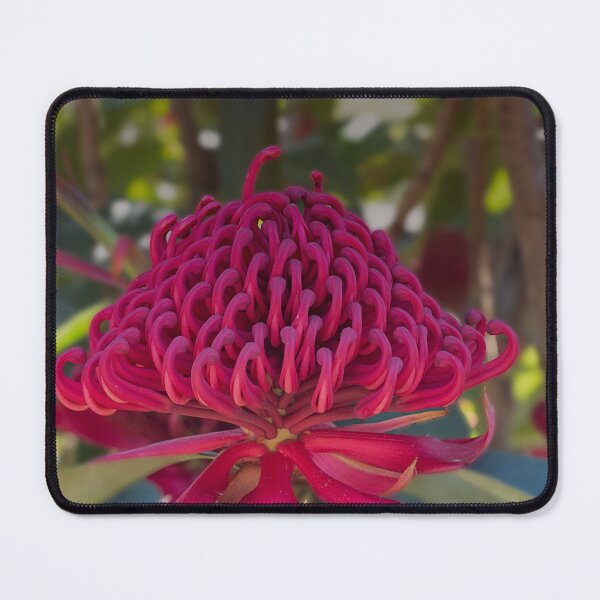 Item preview, Waratah designed and sold by MarkFoleyPhoto.