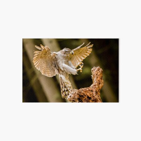 Northern Goshawk Art Board Print